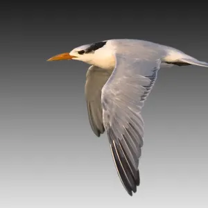 Royal Tern (Thalasseus maximus syn. Sterna maxima) Royal Tern (Thalasseus maximus syn. Sterna maxima)