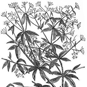 Rubia tinctorum or common madder