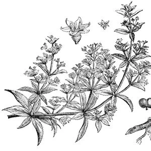 Rubia tinctorum (madder or dyers madder)