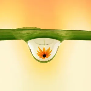 Rudbeckia in water drop Rudbeckia in water drop