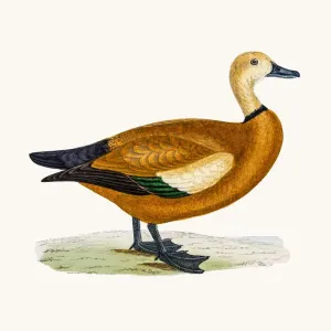 Ruddy Shelduck Duck Waterfowl bird Ruddy Shelduck Duck Waterfowl bird