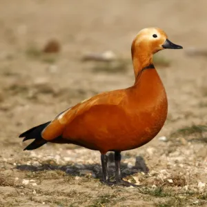 Ruddy Shelduck -Tadorna ferruginea-, male standing on a meadow, Bislicher Island, North Rhine-Westphalia, Germany, Europe