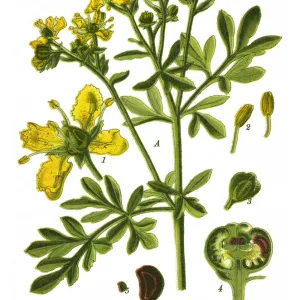 rue, common rue, herb-of-grace