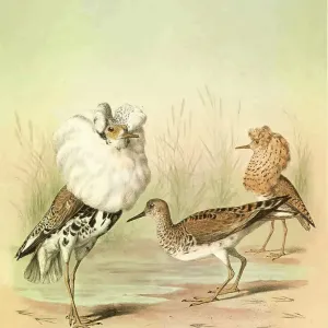 Ruff, 19th century illustration