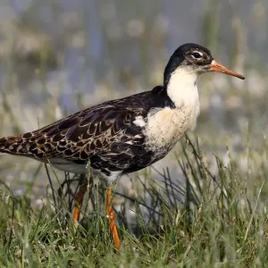 Ruff -Philo pugnax-, male wading through shallow water, Lauwersmeer National Park, Holland, Netherlands, Europe Ruff -Philo pugnax-, male wading through shallow water, Lauwersmeer National Park, Holland, Netherlands, Europe