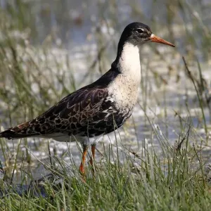 Ruff -Philo pugnax-, male wading through shallow water, Lauwersmeer National Park, Holland, Netherlands, Europe Ruff -Philo pugnax-, male wading through shallow water, Lauwersmeer National Park, Holland, Netherlands, Europe