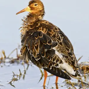 Ruff -Philomachus pugnax- Ruff -Philomachus pugnax-