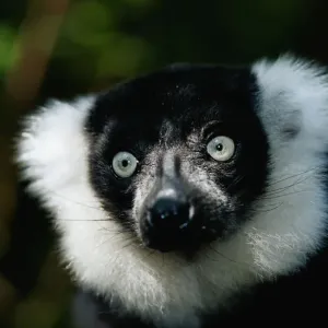 Ruffed lemur (Varecia variegata) close up, captive, Madagascar Ruffed lemur (Varecia variegata) close up, captive, Madagascar