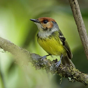 Rufous-crowned Tody-Flycatcher (Poecilotriccus ruficeps)