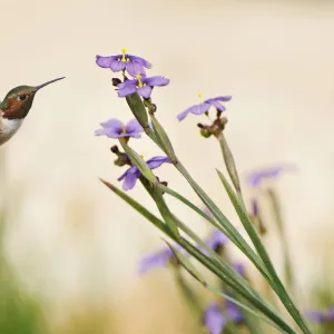 Rufous Hummingbird and Blue-Eyed Grass Flowers