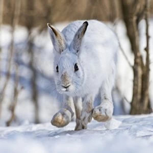 Running Snowshoe Hare