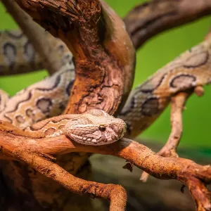 Russells Viper Daboia Russelii Russells Viper Daboia Russelii