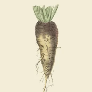 Rutabaga, Root Crops and Vegetables, Victorian Botanical Illustration