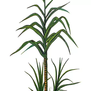 Saccharum officinarum, sugarcane