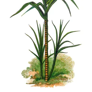 Saccharum officinarum, sugarcane