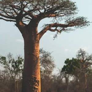 Sacred Baobab Sacred Baobab