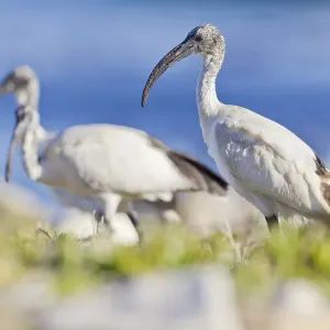 Sacred ibises -Threskiornis aethiopicus-, Table Mountain National Park, South Africa Sacred ibises -Threskiornis aethiopicus-, Table Mountain National Park, South Africa