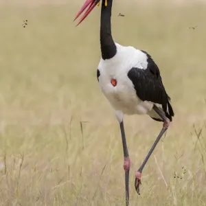Saddle-billed Stork Print Saddle-billed Stork Print