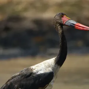 Saddle-billed Stork, Mana Pools NP, Zimbabwe Saddle-billed Stork, Mana Pools NP, Zimbabwe