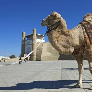 Saddled camel in front of the Ark fortress, Bukhara, Uzbekistan