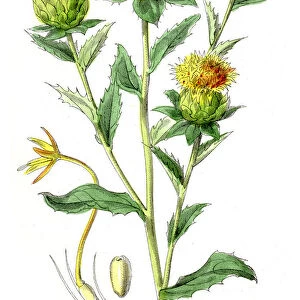 Safflower botanical engraving 1857