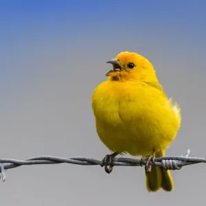 Pinzón de azafrán. Pinzón de azafrán.
