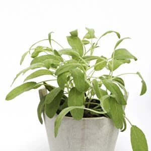 Sage -Salvia-, herb, medicinal plant
