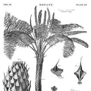 Sago palm botany engraving 1878