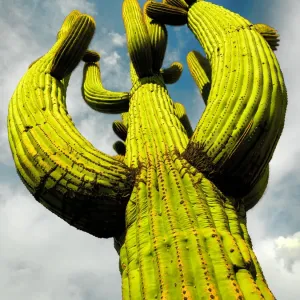 Saguaro Cactus Print Saguaro Cactus Print