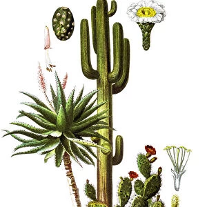 The saguaro (Carnegiea gigantea) and Aloe ferox (The bitter aloe)