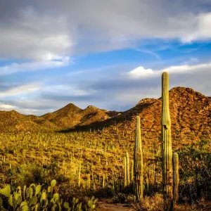Saguaro National Park Saguaro National Park
