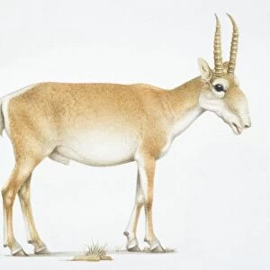 Saiga, Saiga tatarica, , antelope with long horns, side view