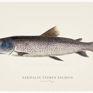 Sakhalin taimen salmon illustration 1856