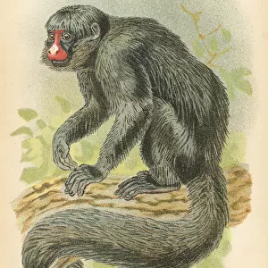 Saki monkey primate 1894