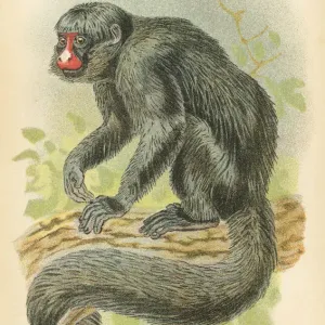 Saki monkey primate 1894 Saki monkey primate 1894