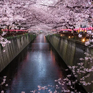 Sakura at Meguro