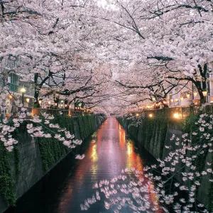 Sakura on Meguro River Print: Delicate Cherry Blossoms Reflections Sakura on Meguro River Print: Delicate Cherry Blossoms Reflections