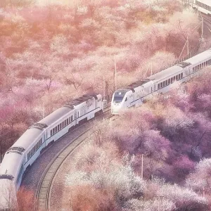 High Speed Train Under Cherry Blossoms Print High Speed Train Under Cherry Blossoms Print