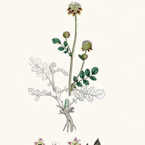 Salad Burnet edible plant 19th century illustration