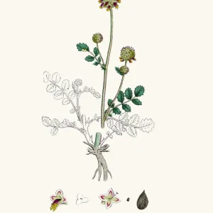 Salad Burnet edible plant 19th century illustration Salad Burnet edible plant 19th century illustration