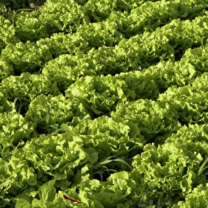 Salat growing in rows on a field, La Gomera, Valle Gran Rey, Canary Islands, Spain