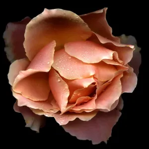Salmon Rose Print in Black Background Salmon Rose Print in Black Background