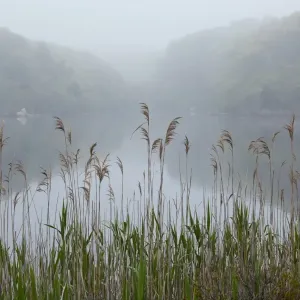 Salt Marsh Print: Foggy Evening Scene at Nobska Point, Cape Cod