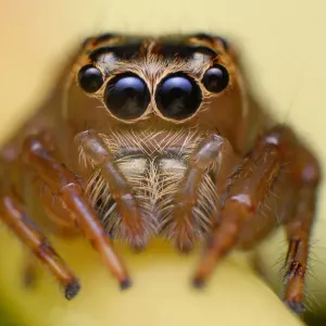 Salticidae Jumping Spider Family Print Salticidae Jumping Spider Family Print