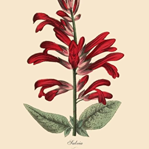 Salvia Plant, Victorian Botanical Illustration