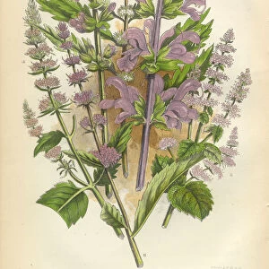 Salvia, Sage, Mint, Spearmint, Gypsywort, Victorian Botanical Illustration