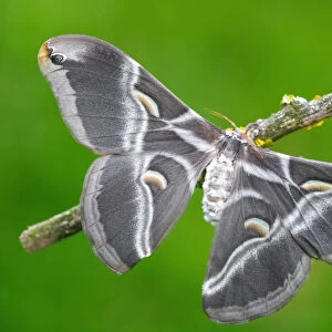 Samia ricini a Eri silkmoth moth