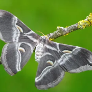 Samia ricini a Eri silkmoth moth Samia ricini a Eri silkmoth moth