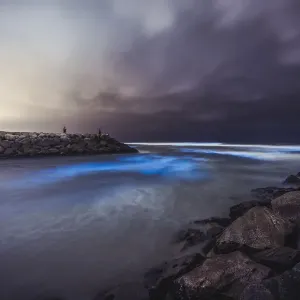 San Diego Red Tide San Diego Red Tide