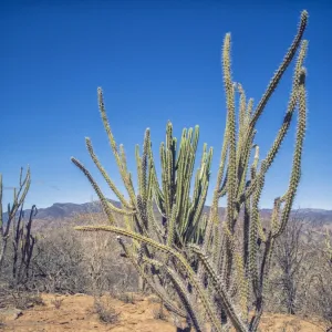 San Pedro Cactus -Echinopsis pachanoi-, Bolivian plateau Altiplano, Bolivia